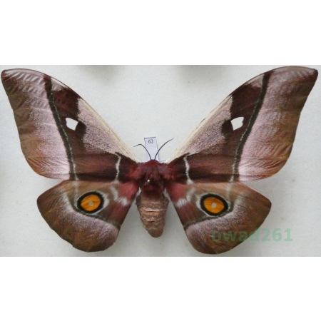 Bunaea alcinoe (Stoll, 1780) female ex. pupa Etiopia 127mm62